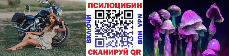 Купить  Эртиль  Галлюциногенные грибы Psilocybine cubensis 